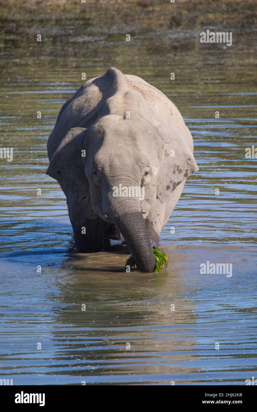 Asiatic Elephant, Elephas maximus indicus, Kaziranga Tiger Reserve, Assam, India Stock Photo