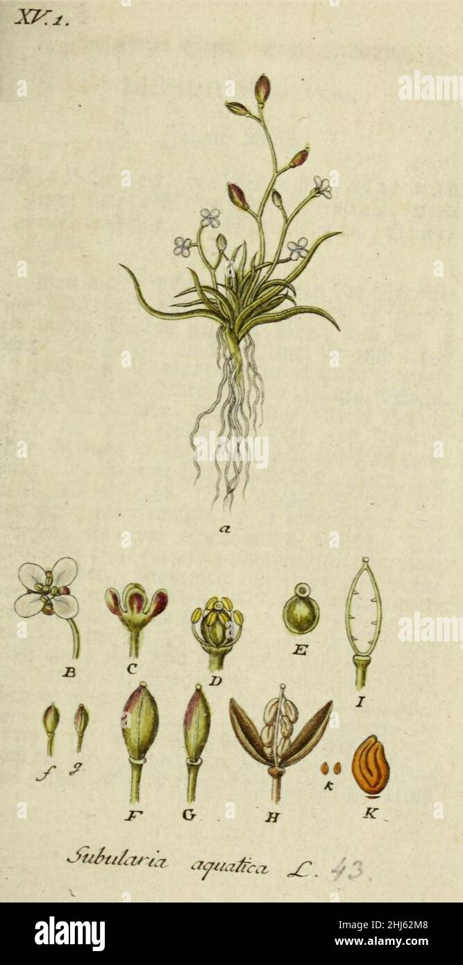 Subularia aquatica illustration (01). Stock Photo