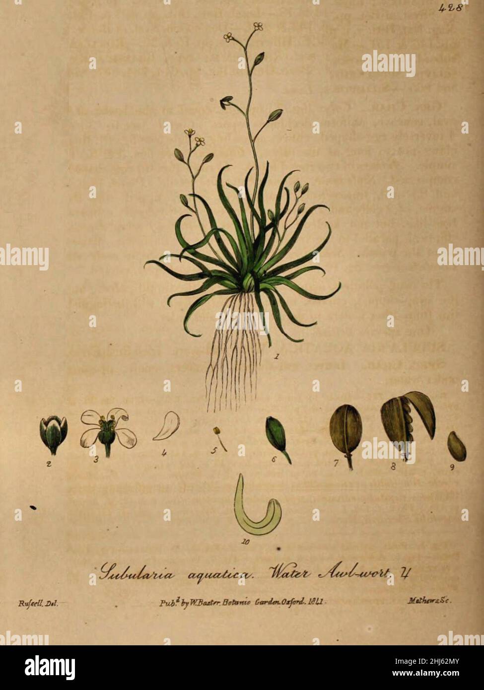 Subularia aquatica illustration (02). Stock Photo
