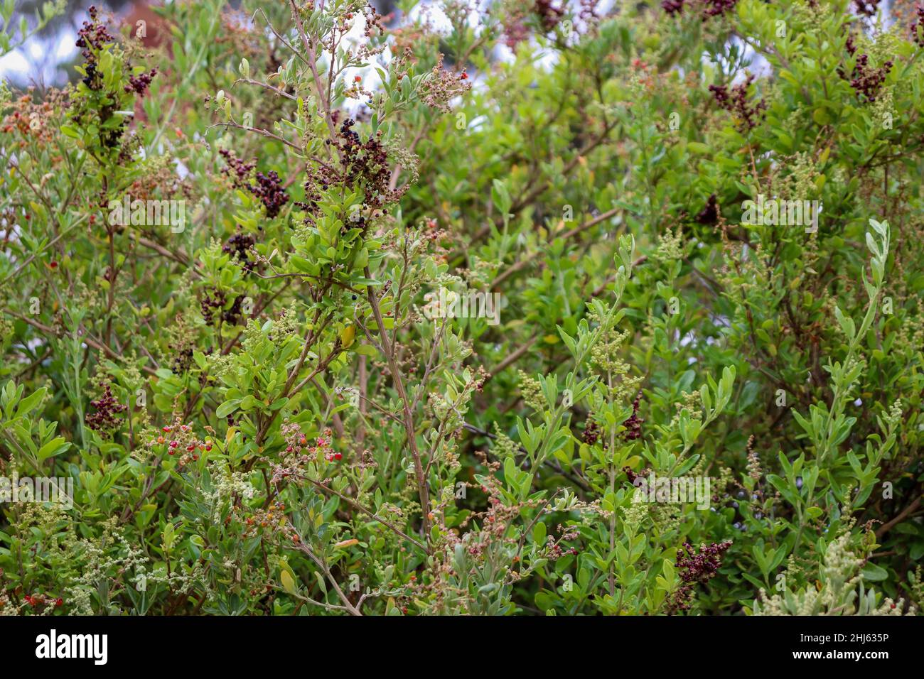 Close up shot shrub hi-res stock photography and images - Alamy