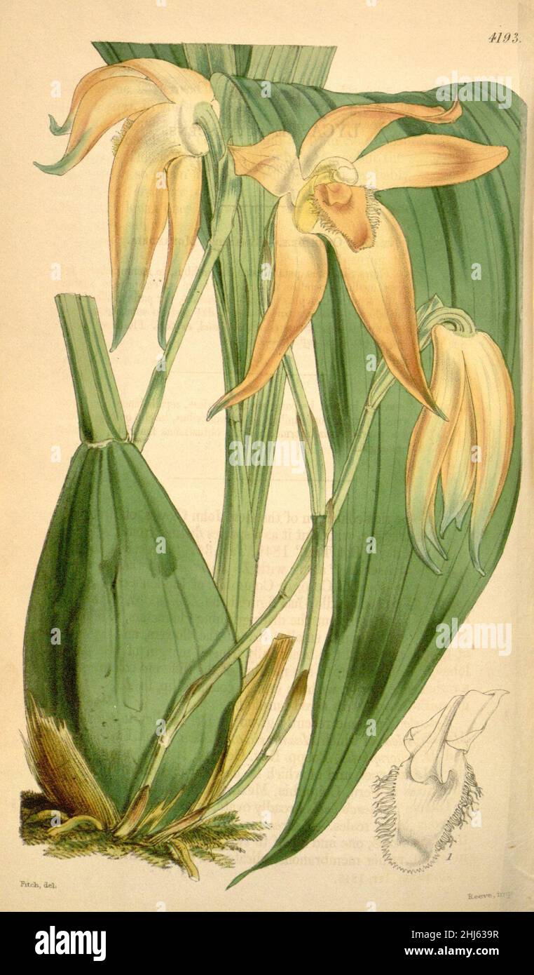 Sudamerlycaste fulvescens (as Lycaste fulvescens) - Curtis' 71 (Ser. 3 no. 1) pl. 4193 (1845). Stock Photo