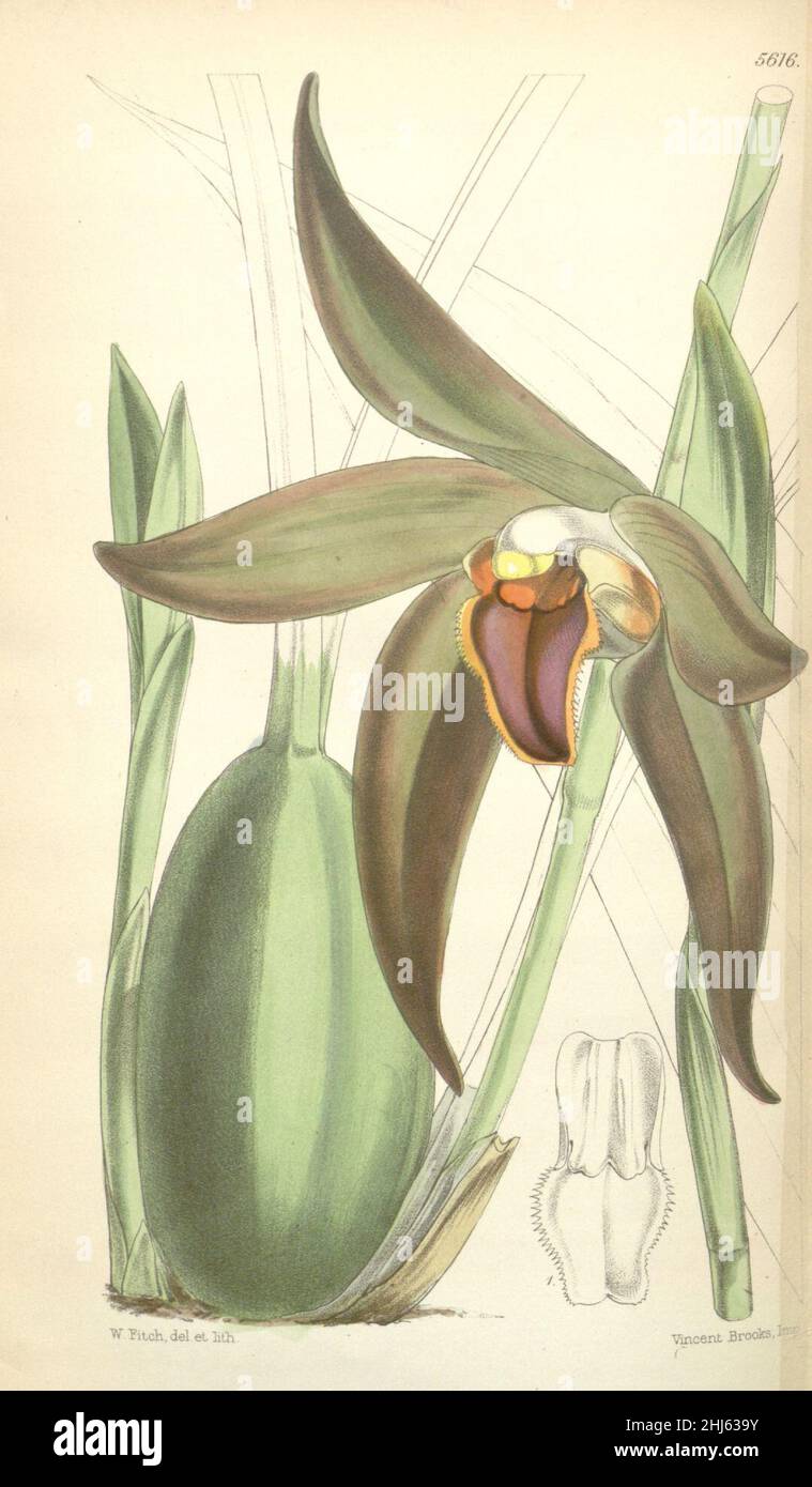 Sudamerlycaste gigantea or Ida gigantea (as Lycaste gigantea) - Curtis' 92 (Ser. 3 no. 22) pl. 5616 (1866). Stock Photo