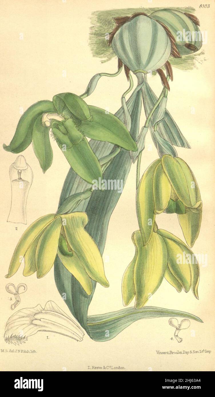 Sudamerlycaste dyeriana (as Lycaste dyeriana) - Curtis' 132 (Ser. 4 no. 2) pl. 8103 (1906). Stock Photo