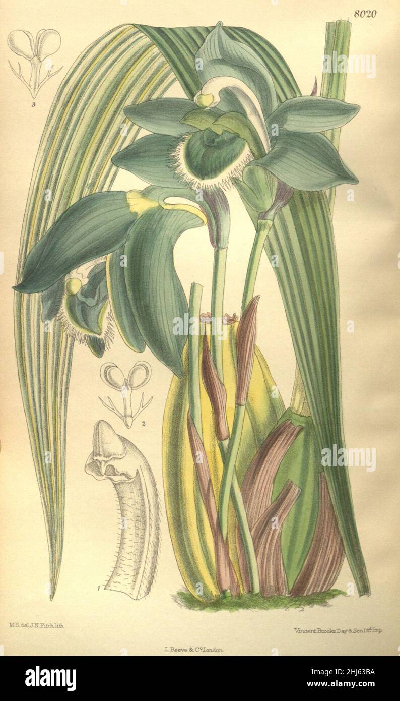 Sudamerlycaste locusta(as Lycaste locusta) - Curtis' 131 (Ser. 4 no. 1) pl. 8020 (1905). Stock Photo