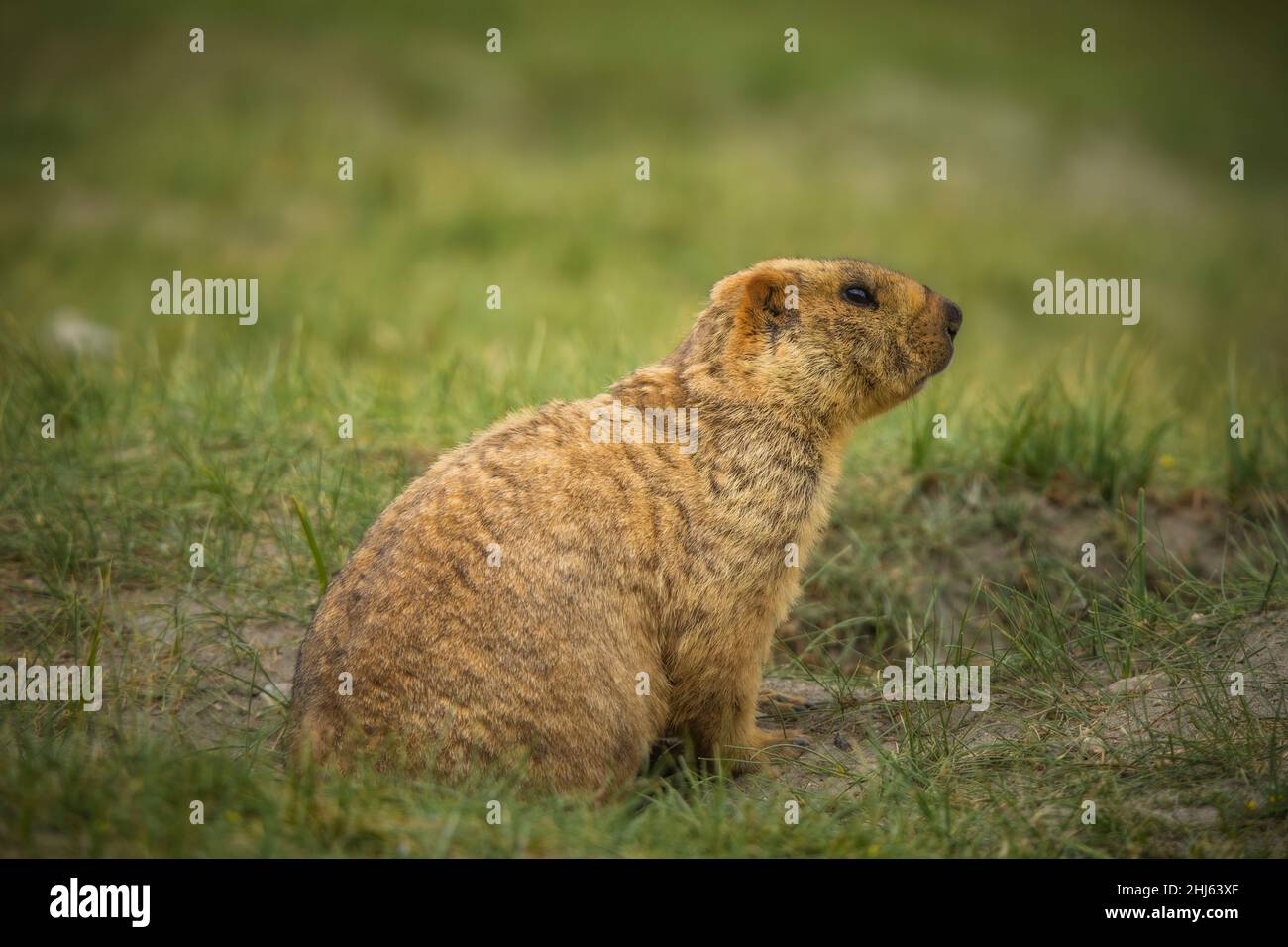 Himalayan Marmot, Marmota himalayana, Pangong, Ladakh, India Stock Photo