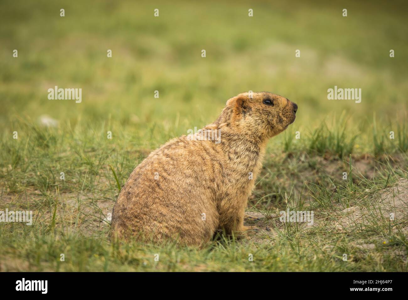 Himalayan Marmot, Marmota himalayana, Pangong, Ladakh, India Stock Photo