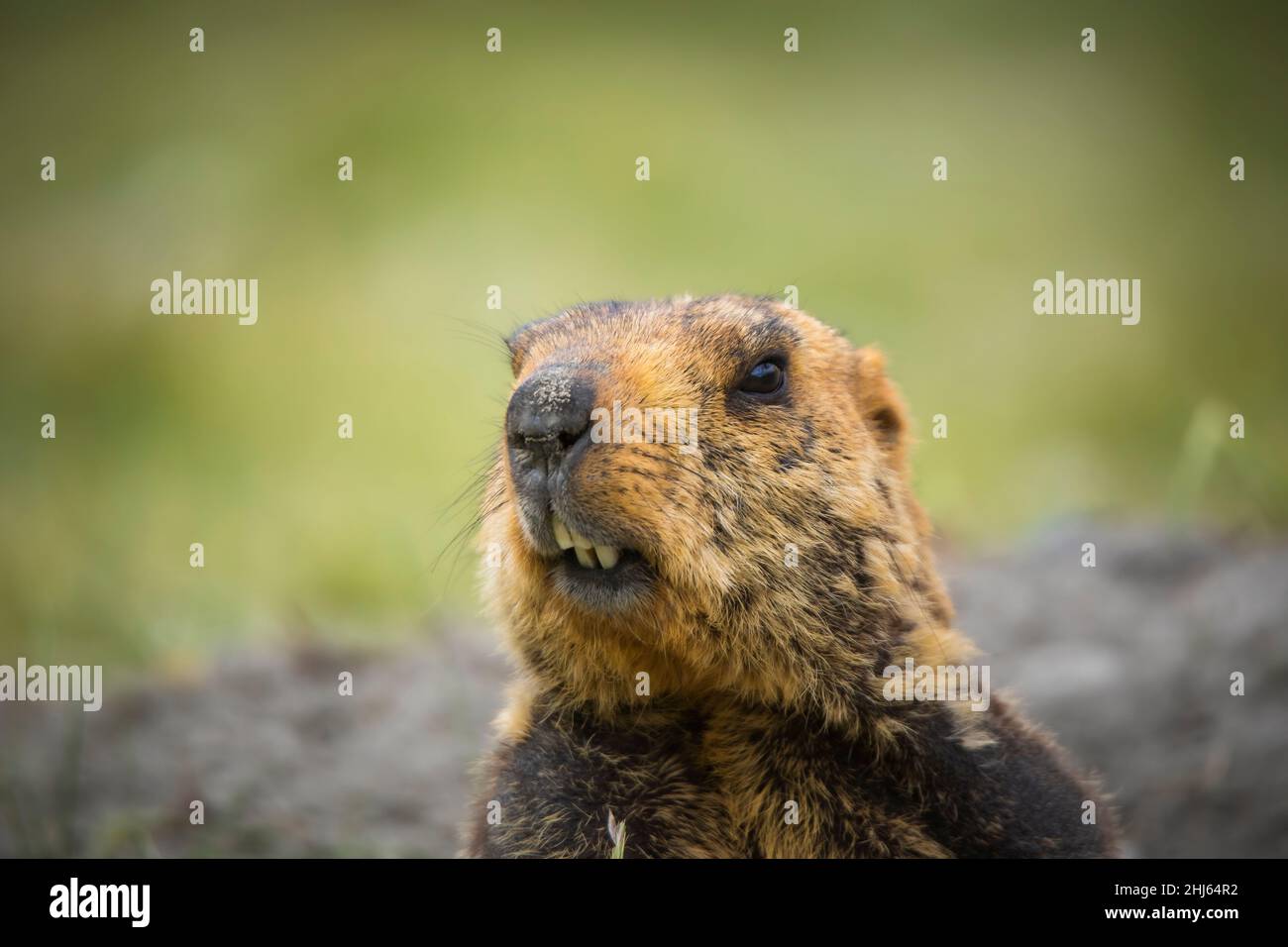 Himalayan Marmot, Marmota himalayana, Pangong, Ladakh, India Stock Photo