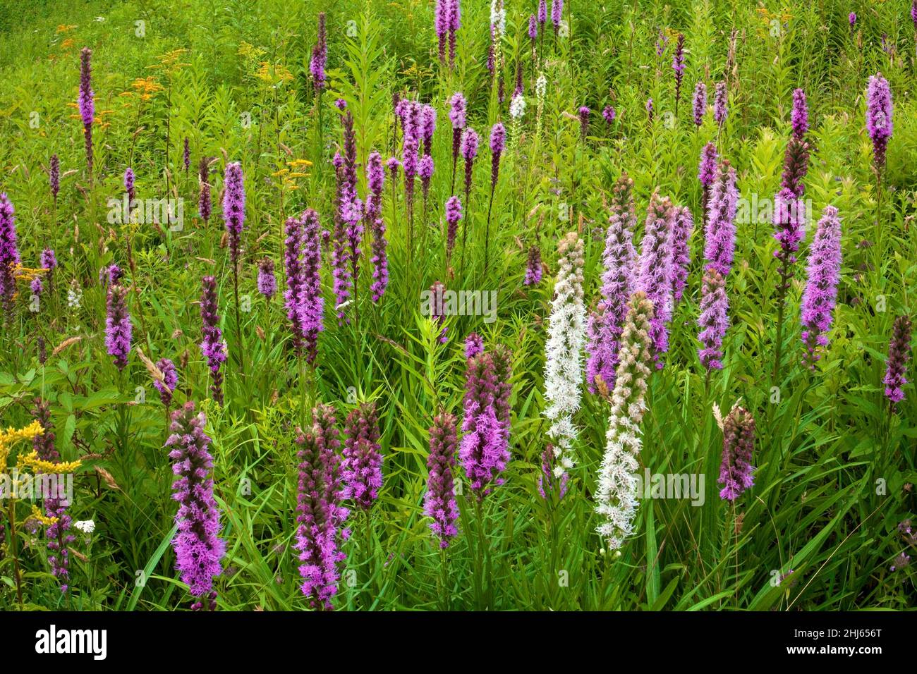 Dense Blazing-Star blooming in a summer wild meadow in Pennsylvania's Pocono Mountains. Stock Photo