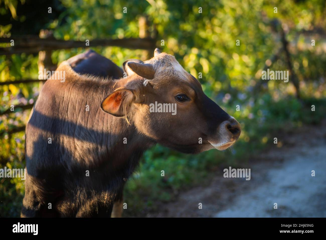 Mithun, Bos frontalis, State Animal, Satakha, Nagaland, India Stock Photo