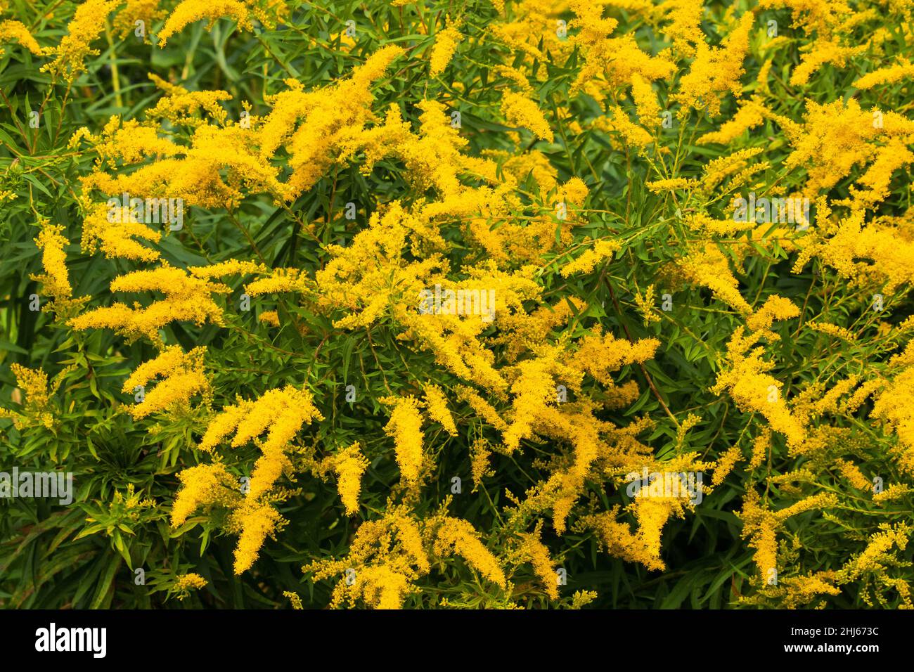 Late or Giant Goldenrod blooms in late summer and early autumn across North America.  It' is an important food source for autumn migrating Monarch but Stock Photo