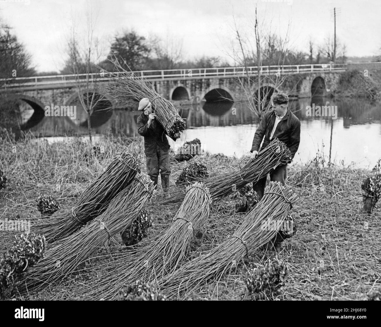 Osier bed hires stock photography and images Alamy