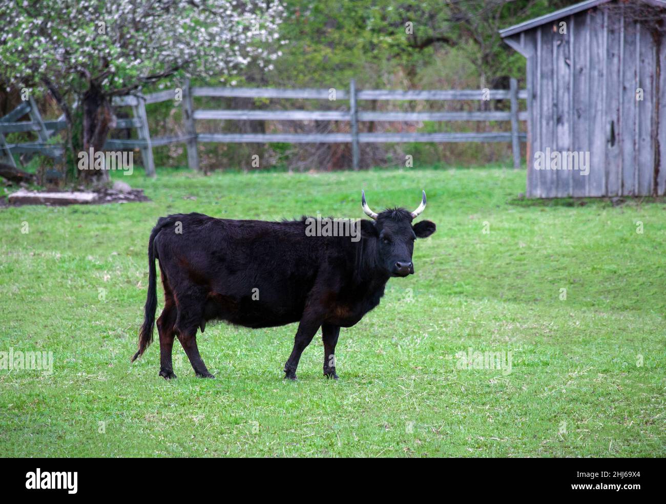 Originating in Ireland the Dexter Cattle is the smallest of all cattle breads. It is triple purpose breed used for milk, beef and as a tractable anima Stock Photo