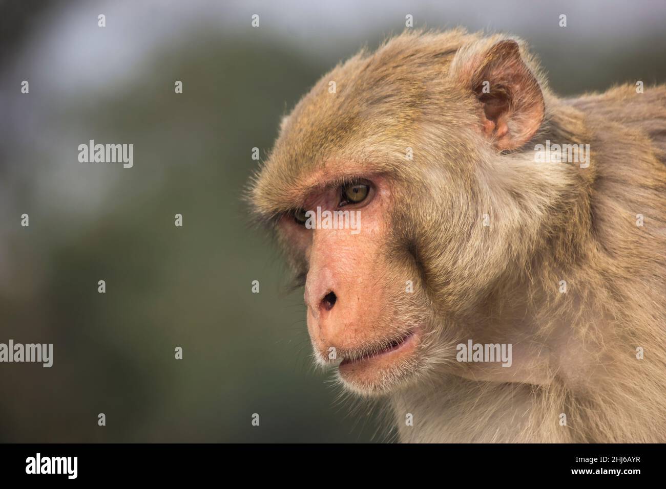 Rhesus Macaque, Macaca mulatta, Ranthambhore Tiger Reserve, Rajasthan, India Stock Photo