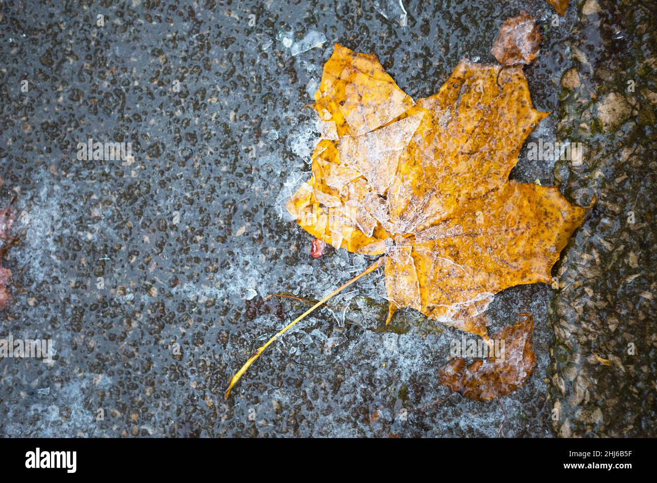 A yellow dry fallen maple leaf froze in the ice on the asphalt. The first autumn frosts, October, November. Leaf frozen in the ice, close-up Stock Photo