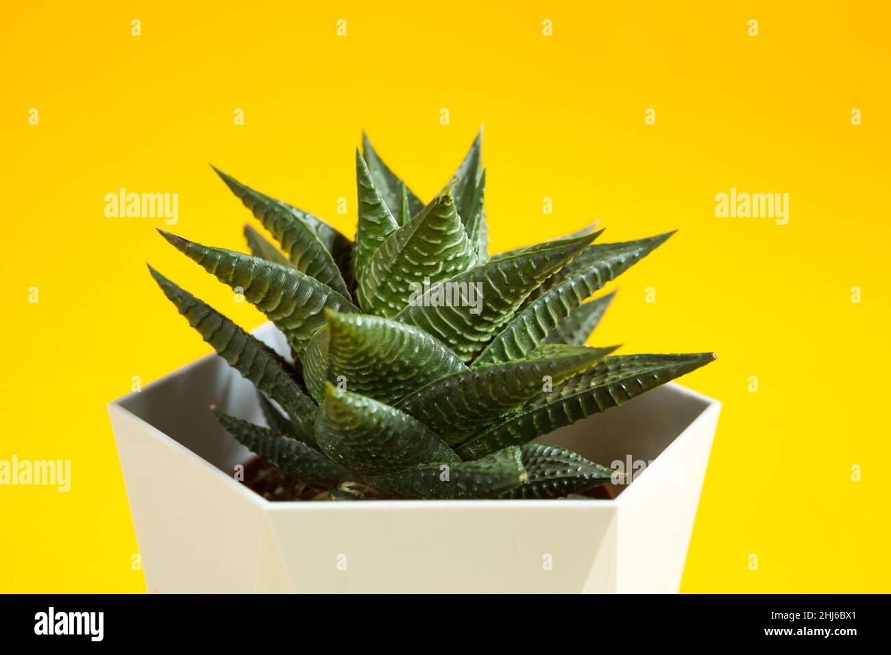 large square plant pots Antico Square Planter Set of 3