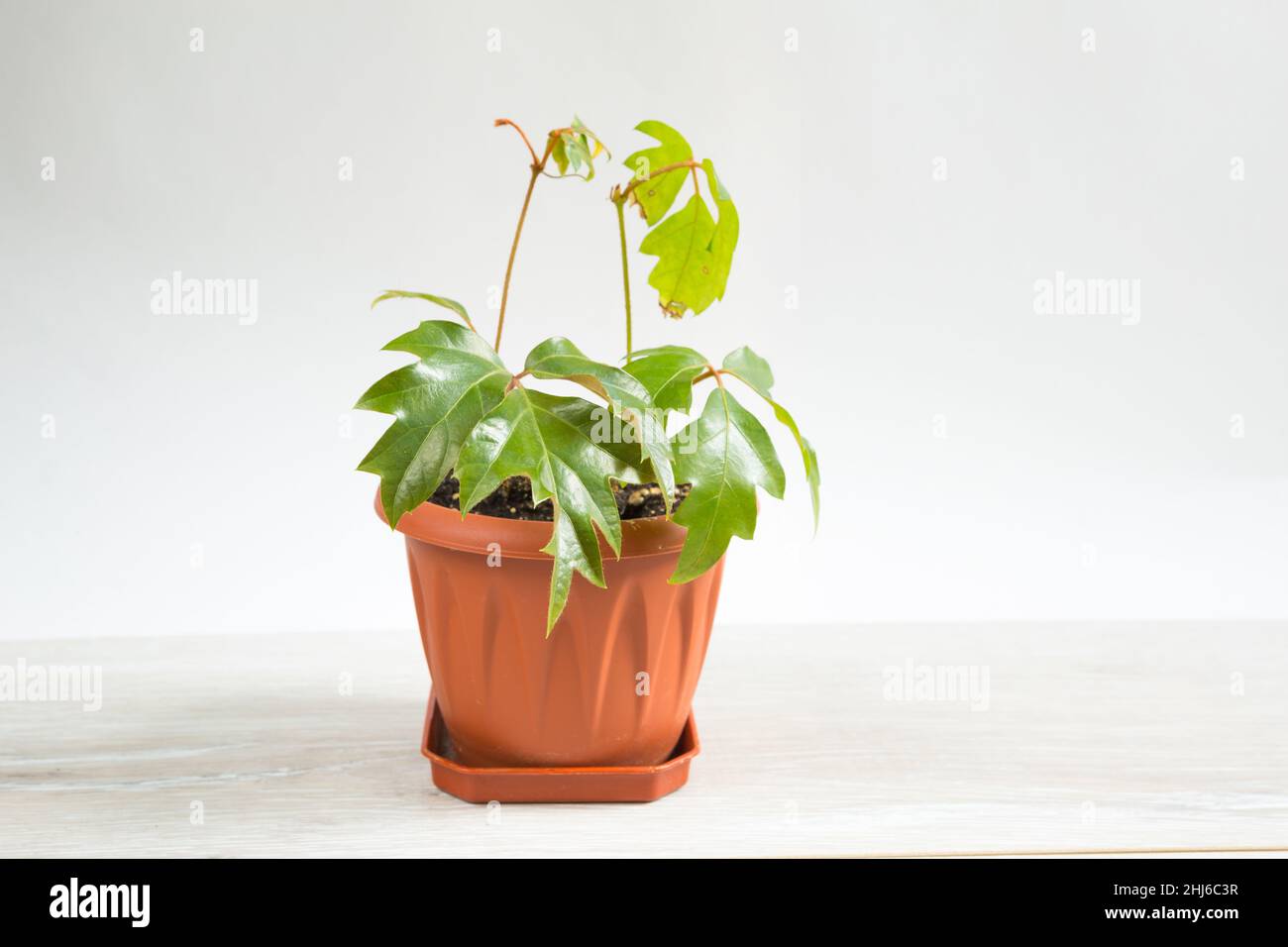 Home plant Rhoicissus in a pot. Green house, plant care, vine of the grape variety Stock Photo
