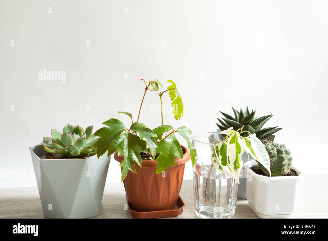 A group of popular potted house plants: Haworthia, Ficus,Rhoicissus, Cactus, Echeveria. Care of indoor plants Stock Photo