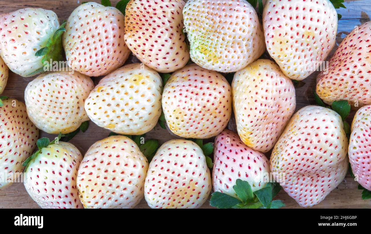 Full-frame image of pine berry fruits Stock Photo