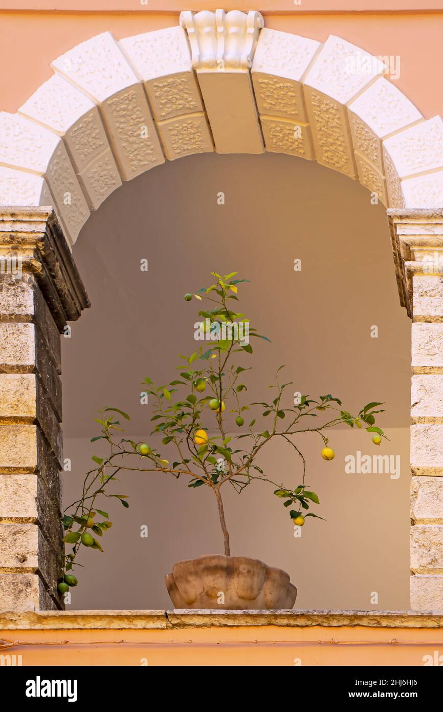 Lemon tree in old clay pot in Limone Sul Garda, on the Lake Lago di Garda Stock Photo