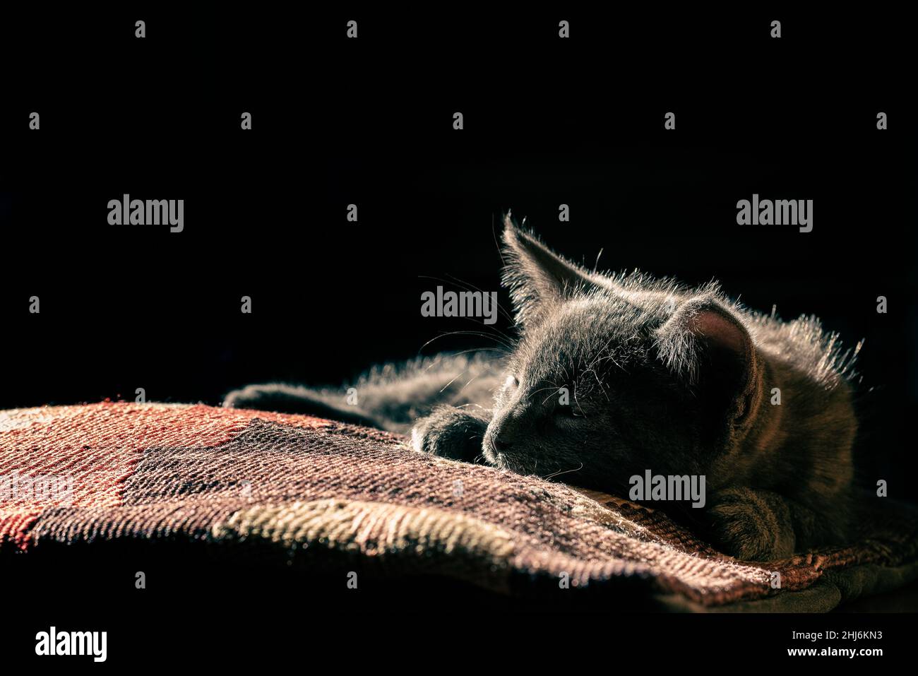 A 45 days old European gray kitten relaxing on a pillow under a . Image with copy space. Stock Photo
