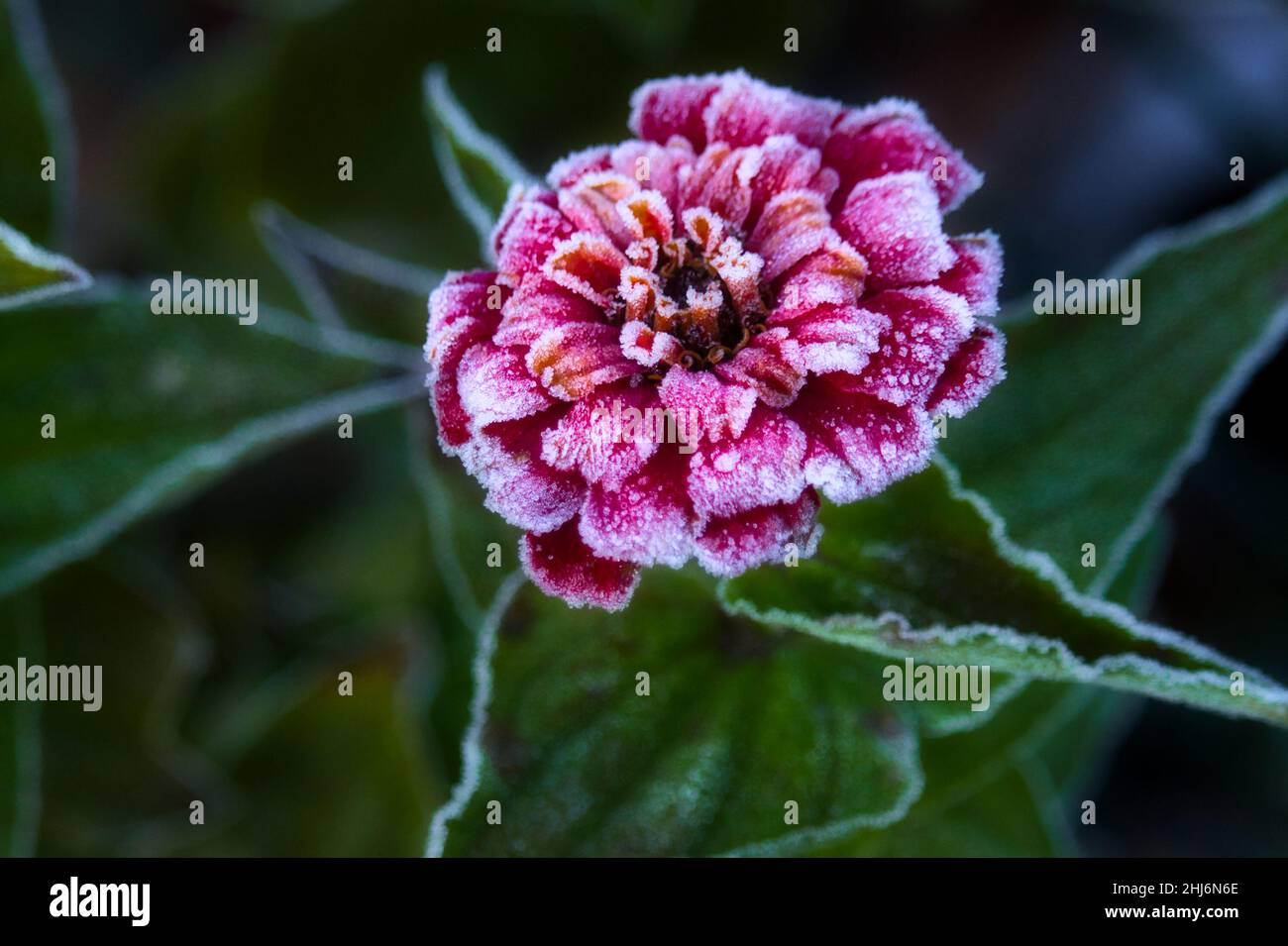 Beautiful pink flower covered in frost growing in a garden in Germany ...