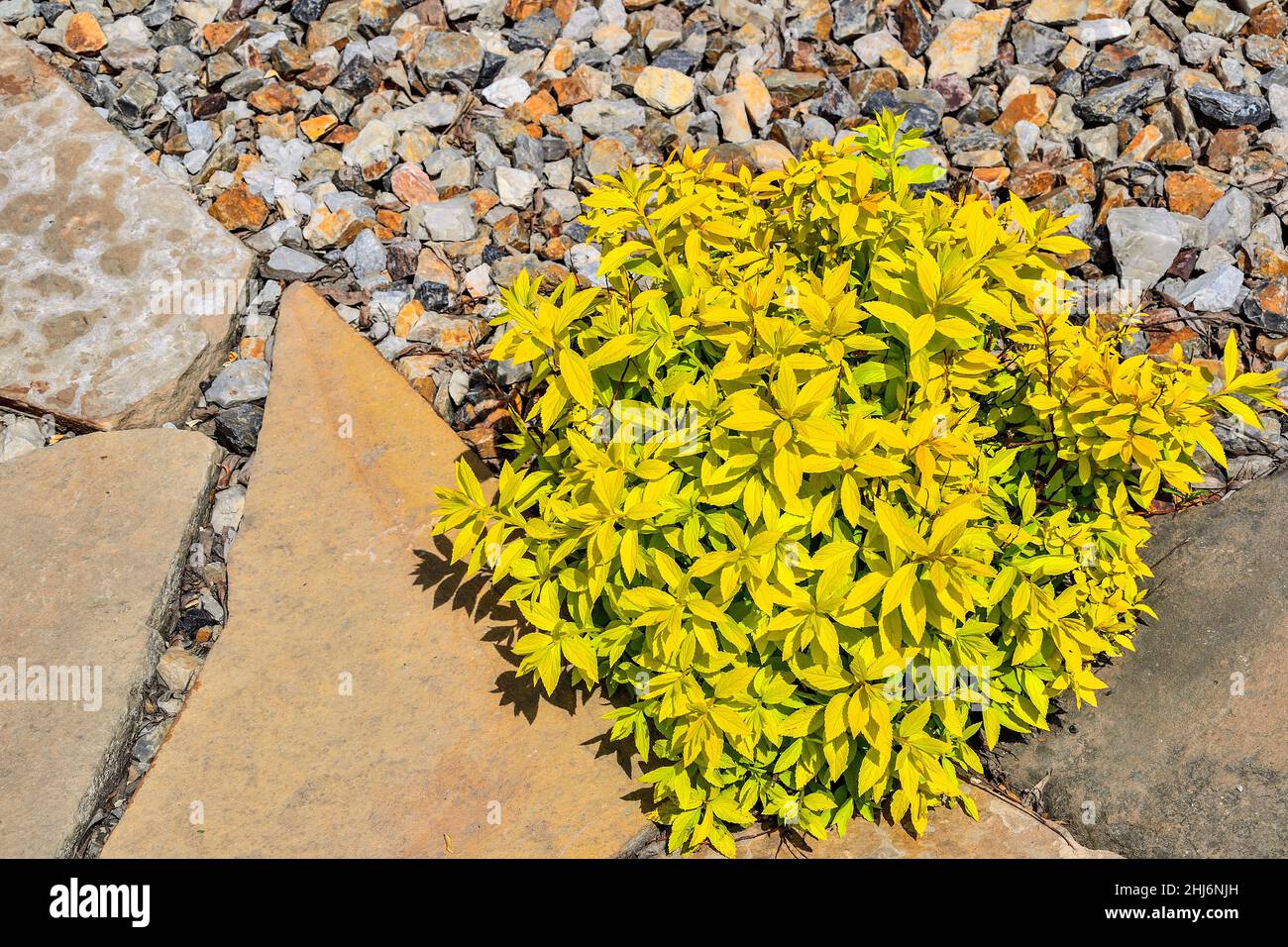 Spiraea japonica Golden Princess - Japanese spirea variety Golden Princess - ornamental dwarf bush with yellow leaves in stony spring garden. Decorati Stock Photo