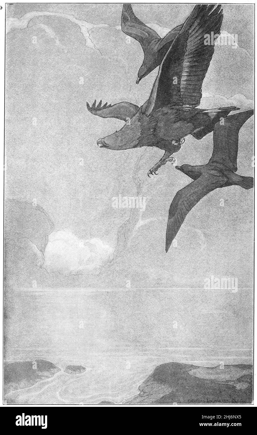Sweeping and Swerving and Swooping, by Charles Livingston Bull. Stock Photo