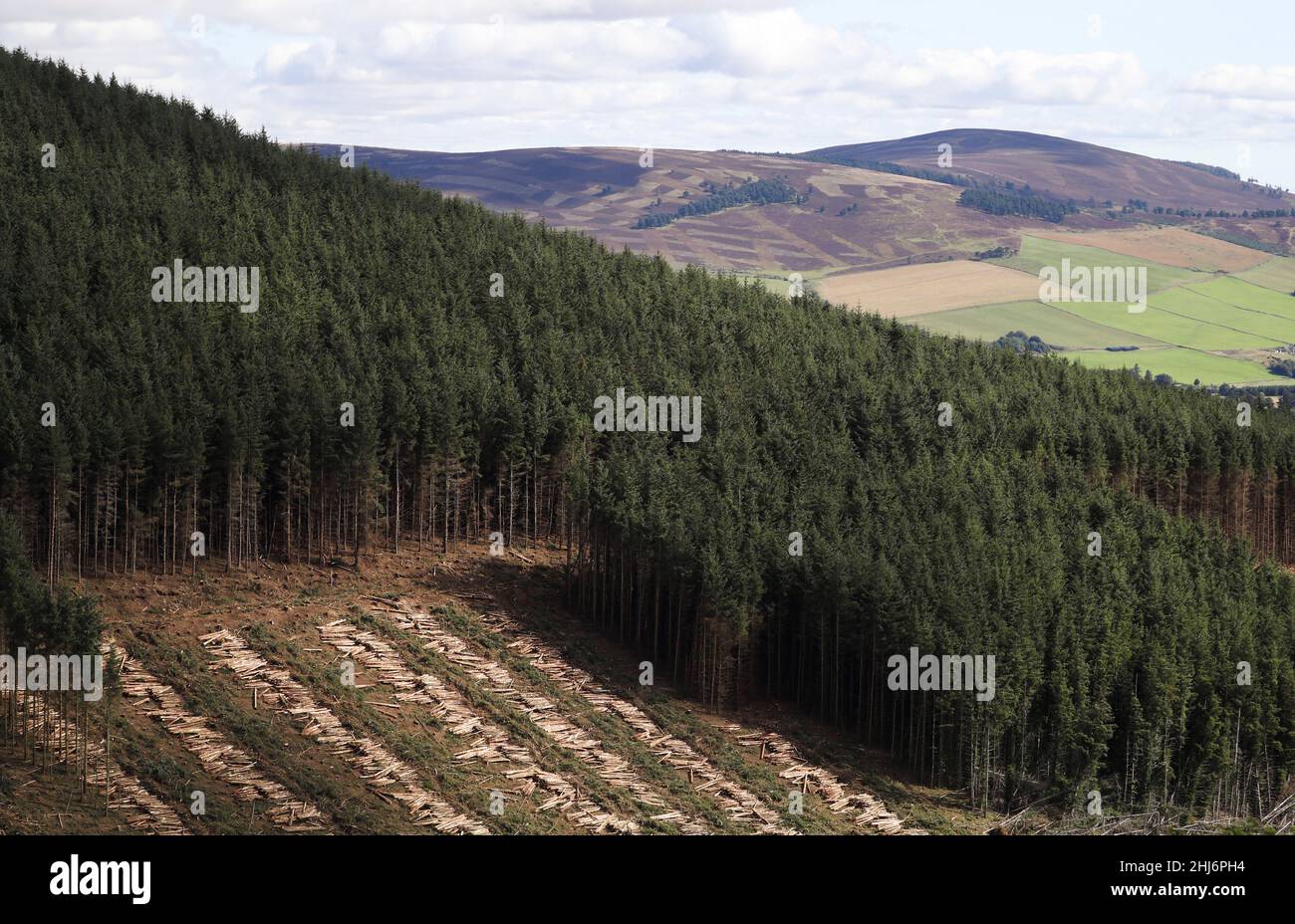 A timber plantation is seen on the Kildrummy Estate, Scotland, Britain, September 7, 2021. Picture taken September 7, 2021.    To match Special Report SCOTLAND-ENVIRONMENT/GREEN-LAIRDS       REUTERS/Russell Cheyne Stock Photo