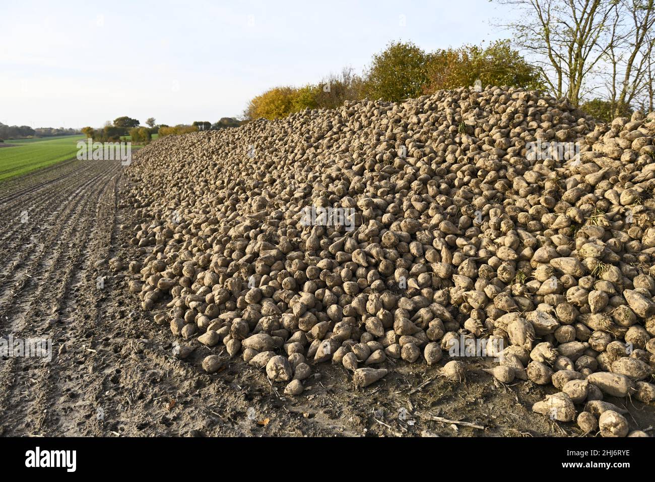 Zuckerrüben auf einem Feld in Scharbeutz, Schleswig-Holstein, Deutschland, Europa Stock Photo