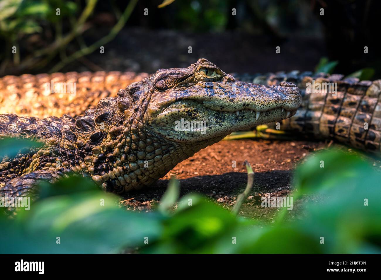 Broad-snouted caiman (Caiman latirostris). Stock Photo