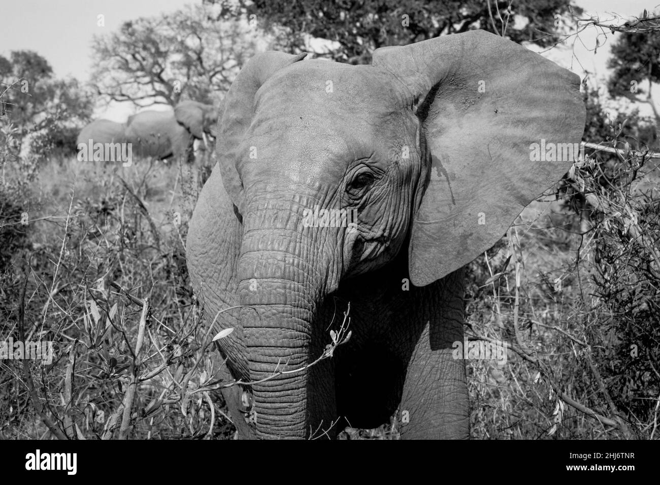 Baby elephant looks at us with a funny face in Mala Mala, South Africa Stock Photo