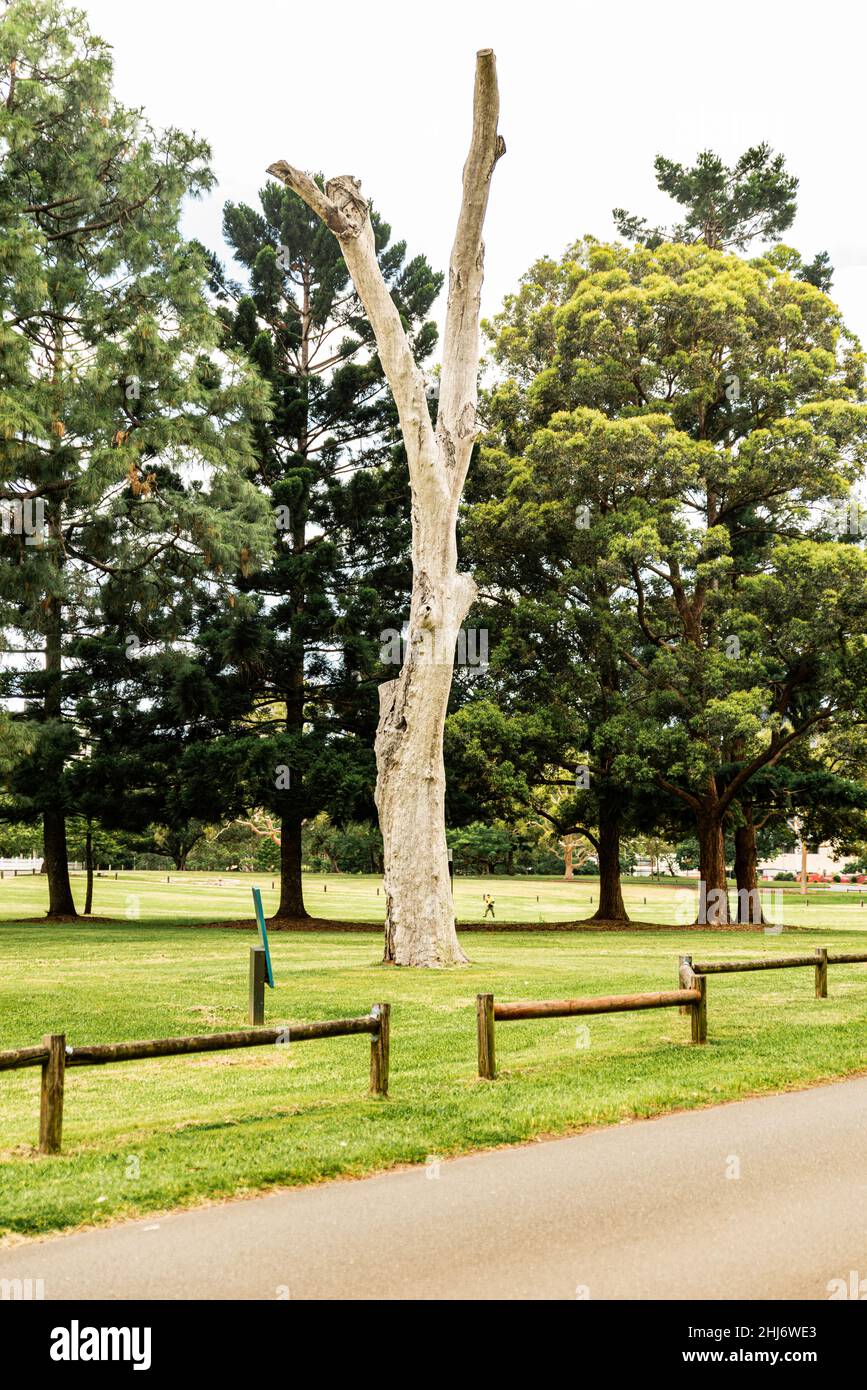 Very old tree without leafs Stock Photo