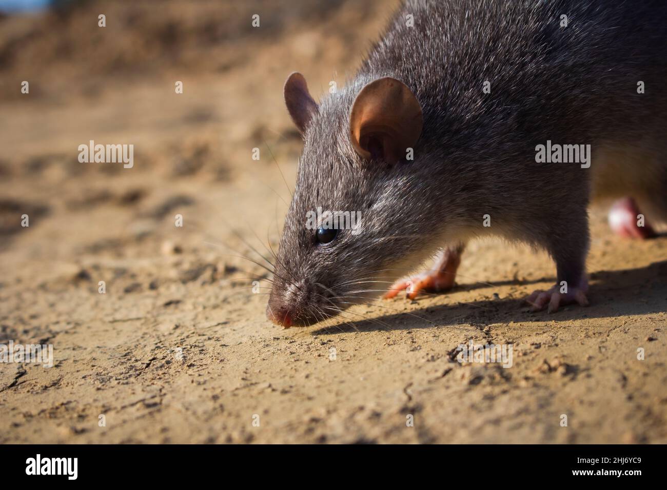 Chinese White-bellied Rat, Niviventer confucianus, Nagaland, India Stock Photo - Alamy Chinese White-bellied Rat, Niviventer confucianus, Nagaland, India Stock Photo - Alamy