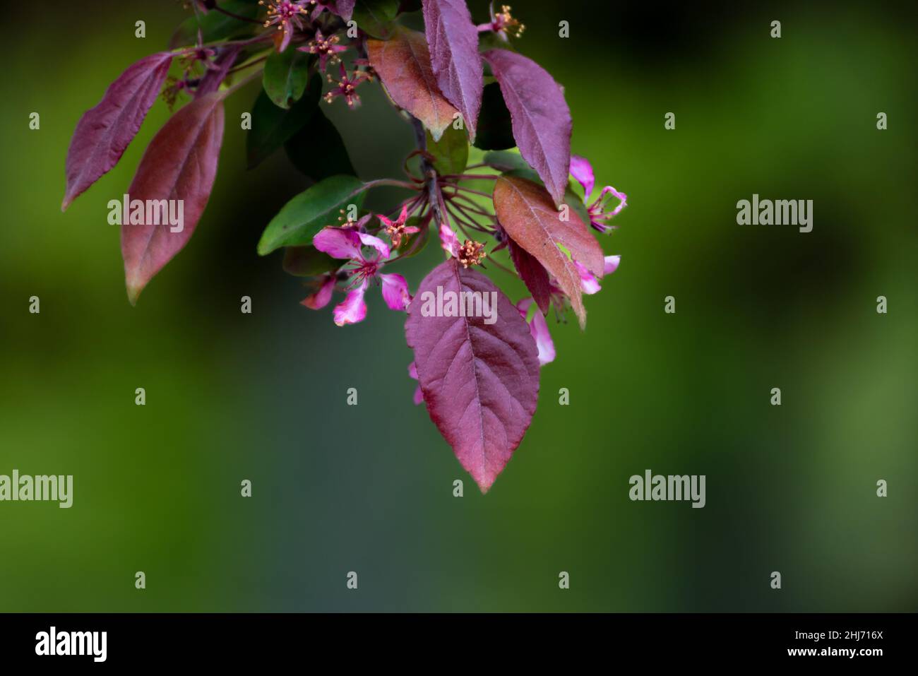 Copper beech or purple beech tree Fagus sylvatica purpurea Stock Photo