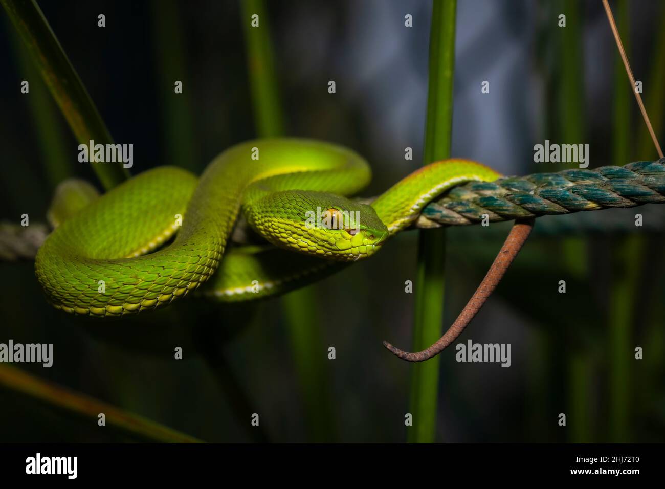 Red-tailed Pitviper, Trimeresurus erythrurus, Sunderbans, India Stock ...