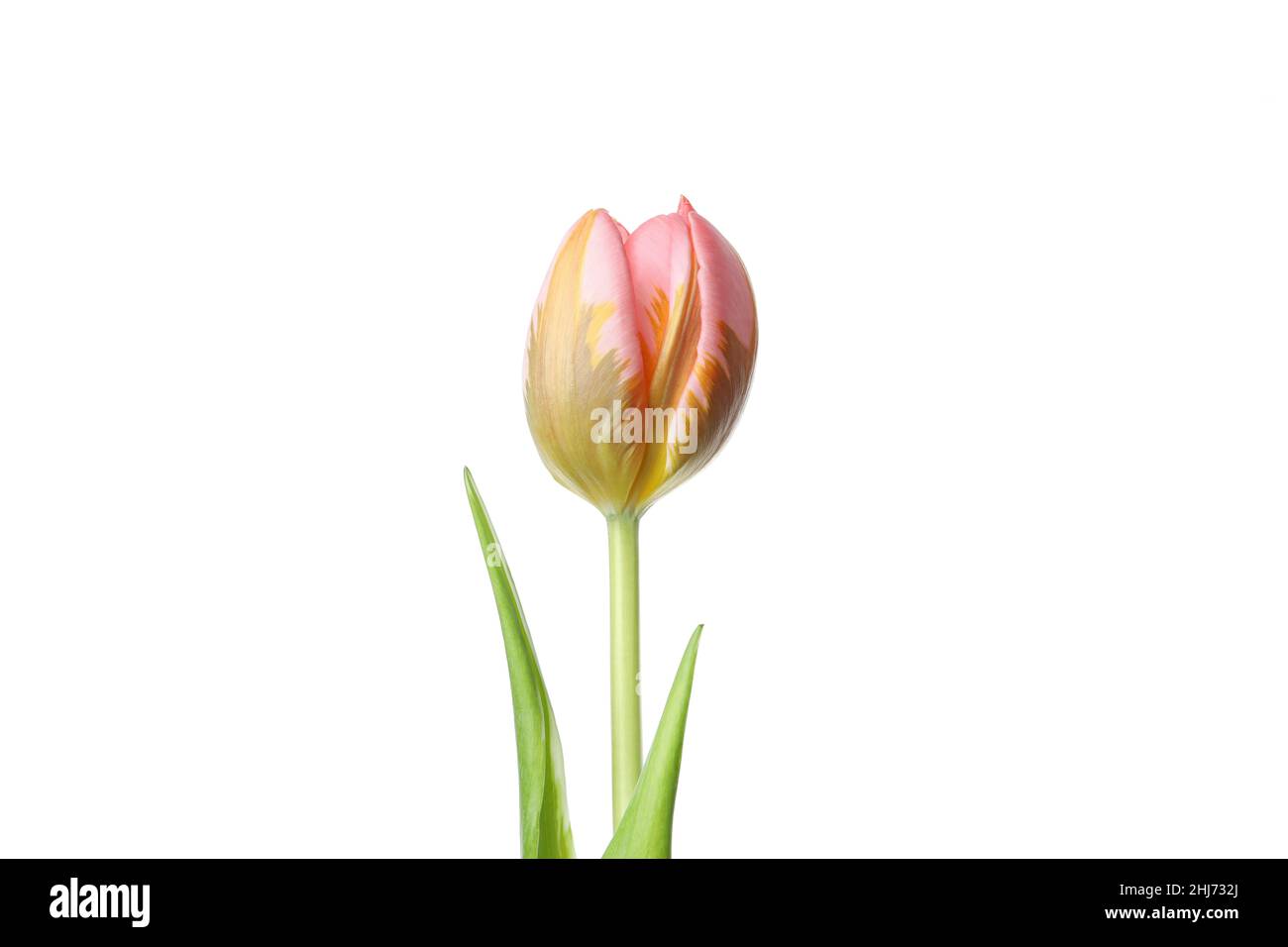 Pink tulip flower isolated on white background Stock Photo - Alamy