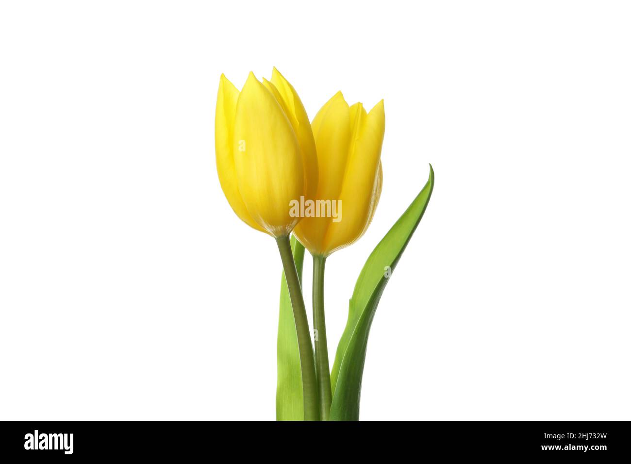 Yellow tulip flowers isolated on white background Stock Photo - Alamy