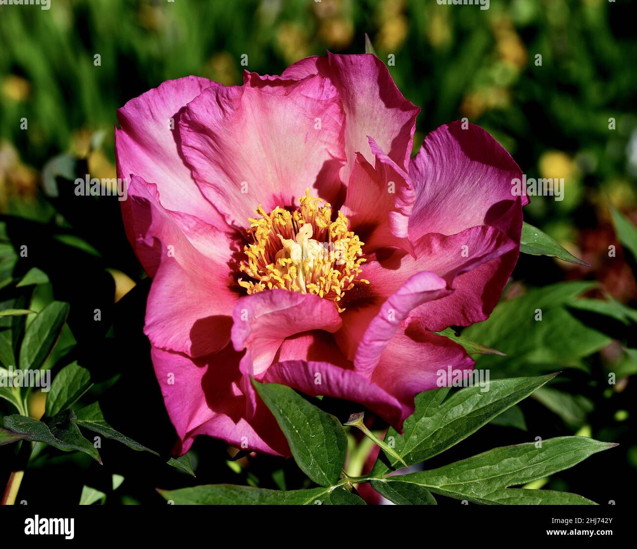 Closeup shot of Itoh Peony blooming in the garden Stock Photo