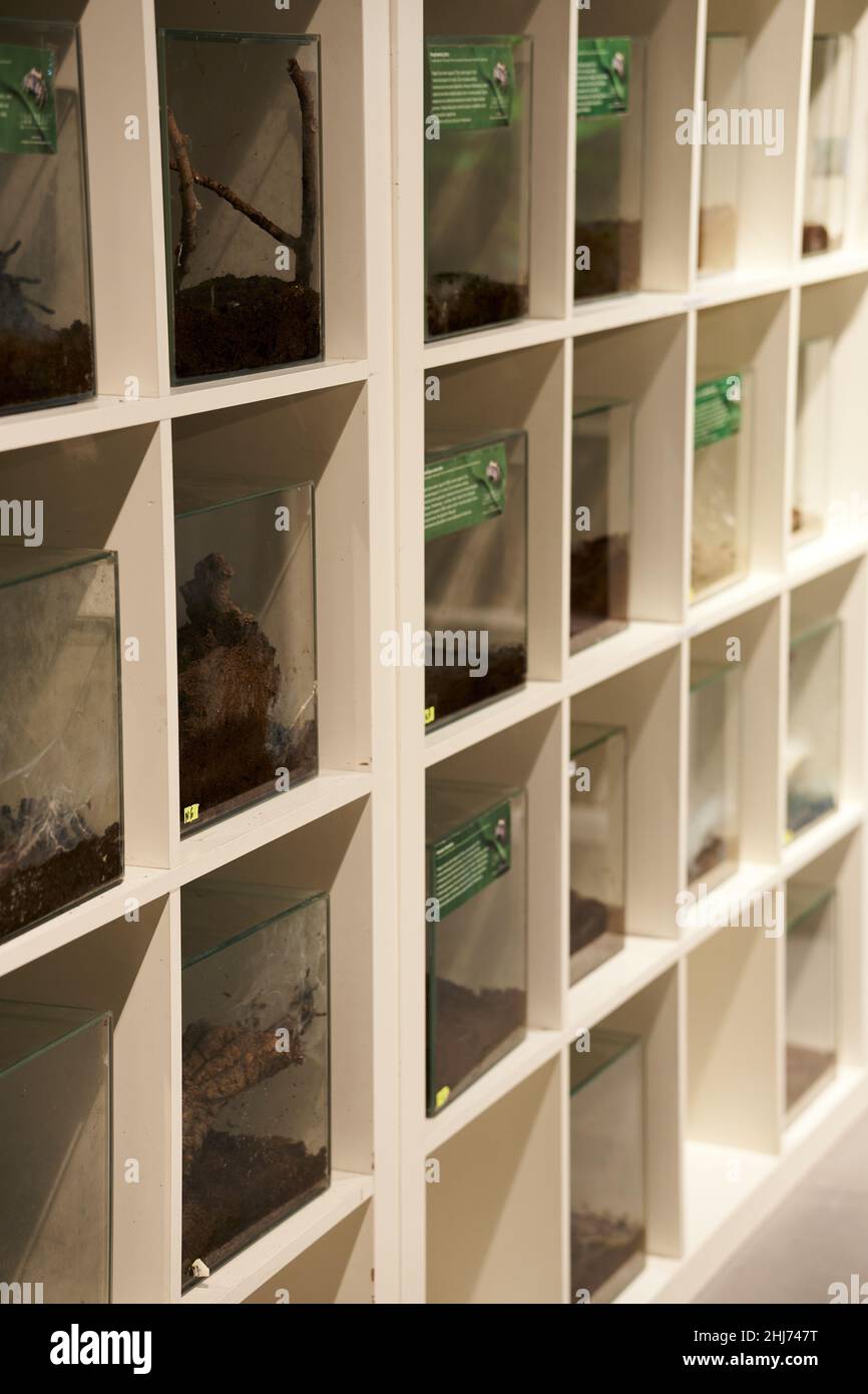 Closeup of rows of terrariums with spiders on shelf in a Zoo Team shop