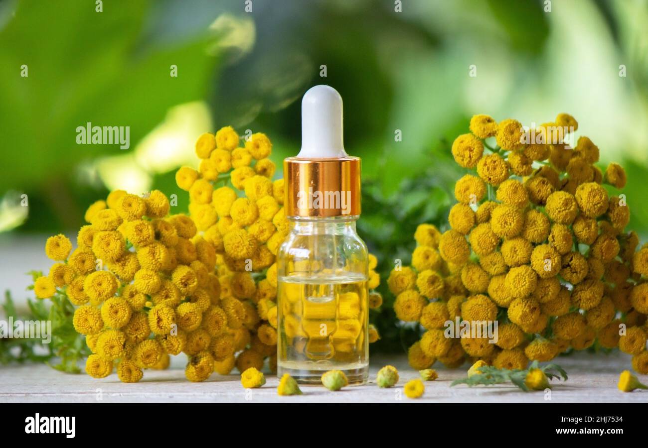 Immortelle Plant High Resolution Stock Photography and Images - Alamy