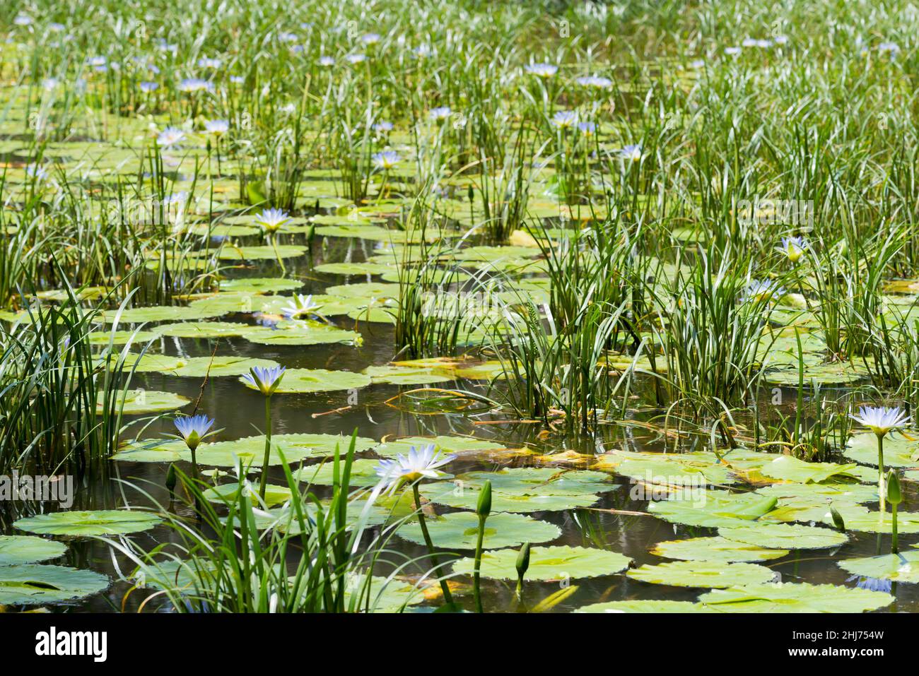 Cape waterlilies (Nymphaea caerulea) shown here growing on the Mid