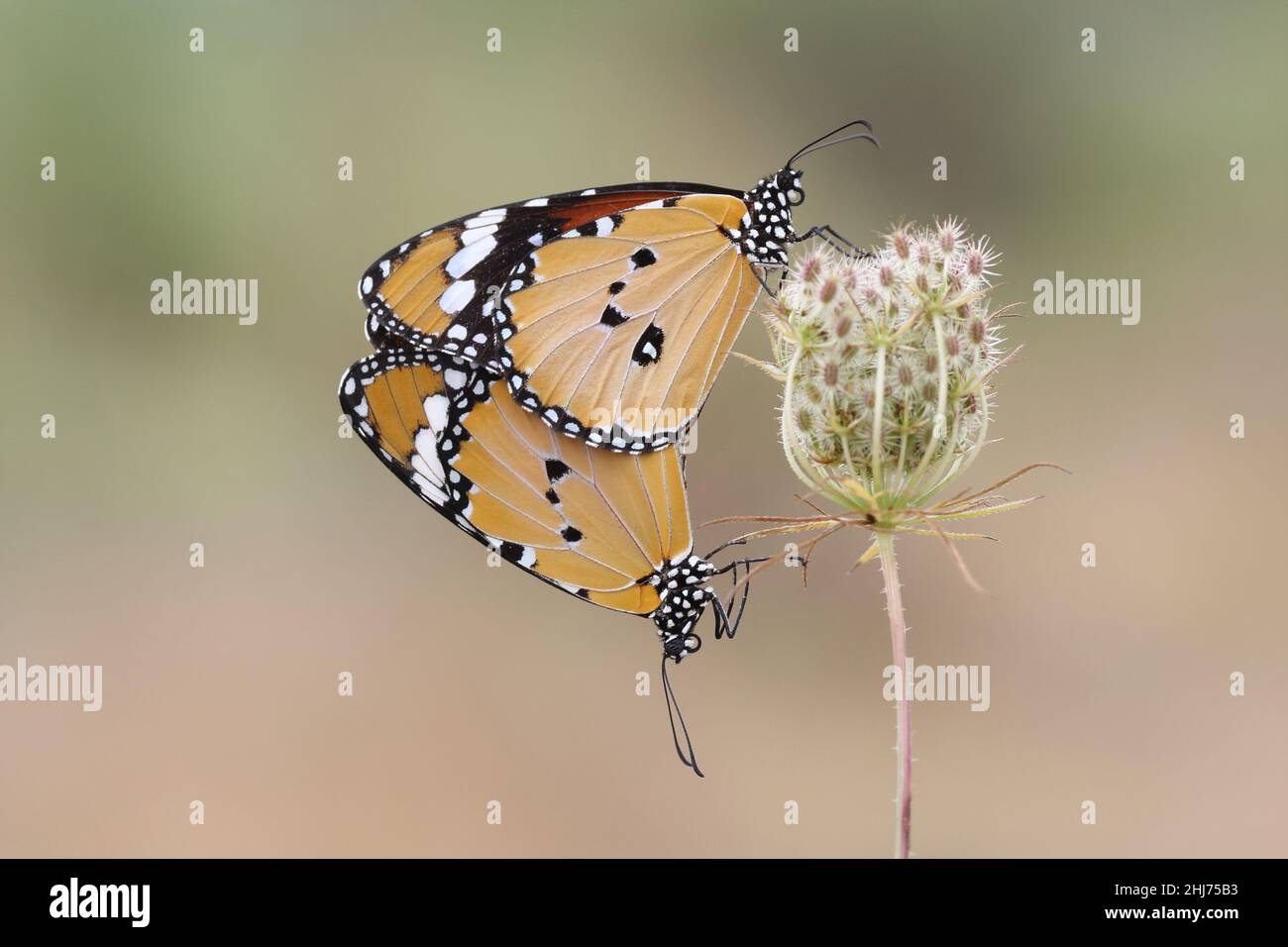 mating plain tiger (Danaus chrysippus) butterfly Stock Photo