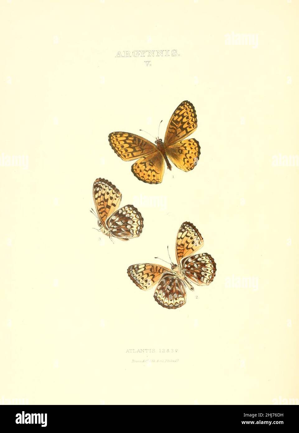 Synopsis of North American butterflies (ARGYNNIS V) Stock Photo