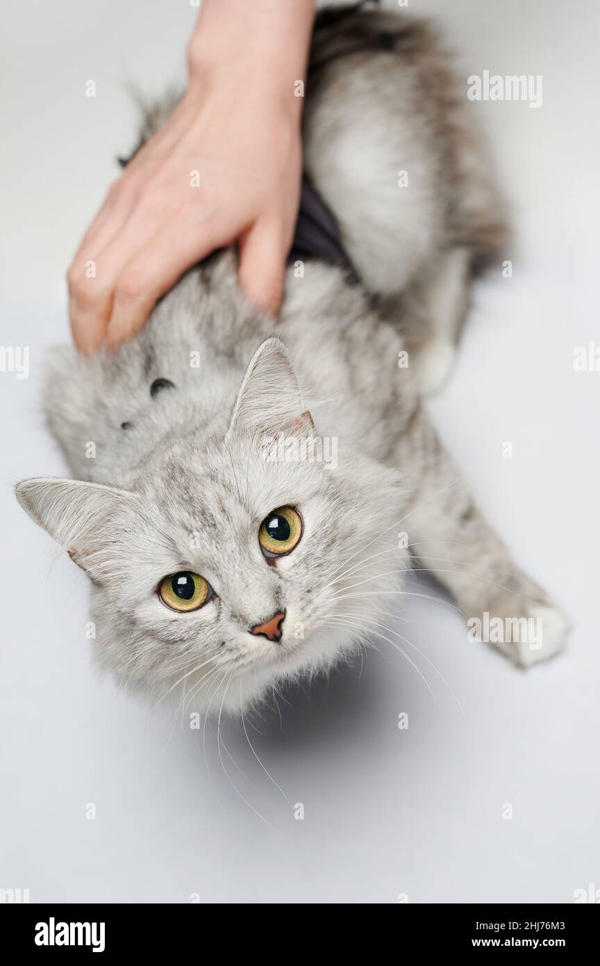 Cat on recovery in vet clinic isolated on studio background Stock Photo ...