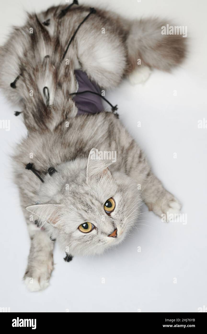Cat after surgery with bandage isolated on studio background Stock