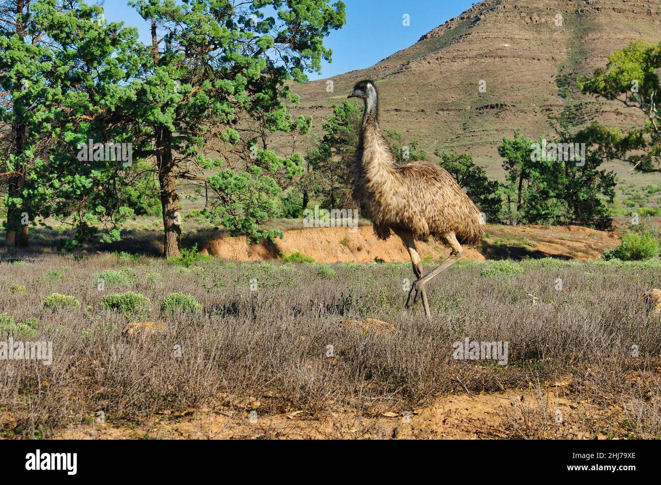 An emu (Dromaius novaehollandiae), a flightless bird, in the arid landscape of the Flinders Ranges, South Australia Stock Photo