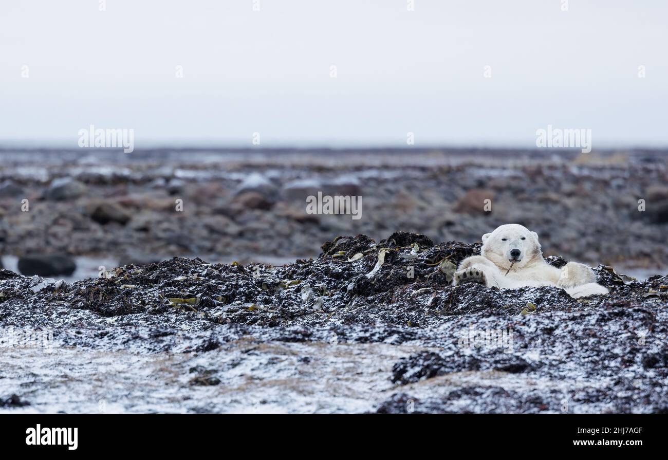 Polar bear   tundra Stock Photo