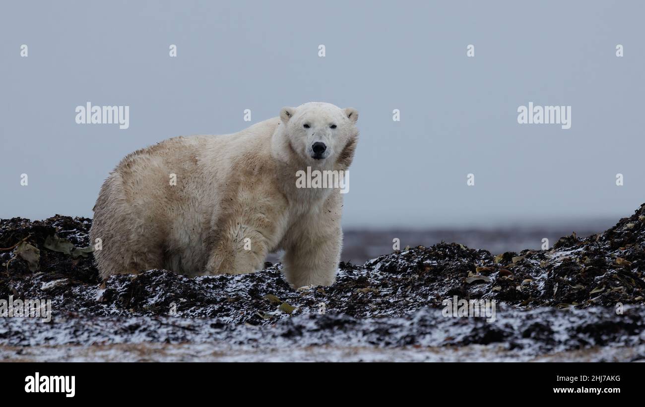 Polar bear   tundra Stock Photo