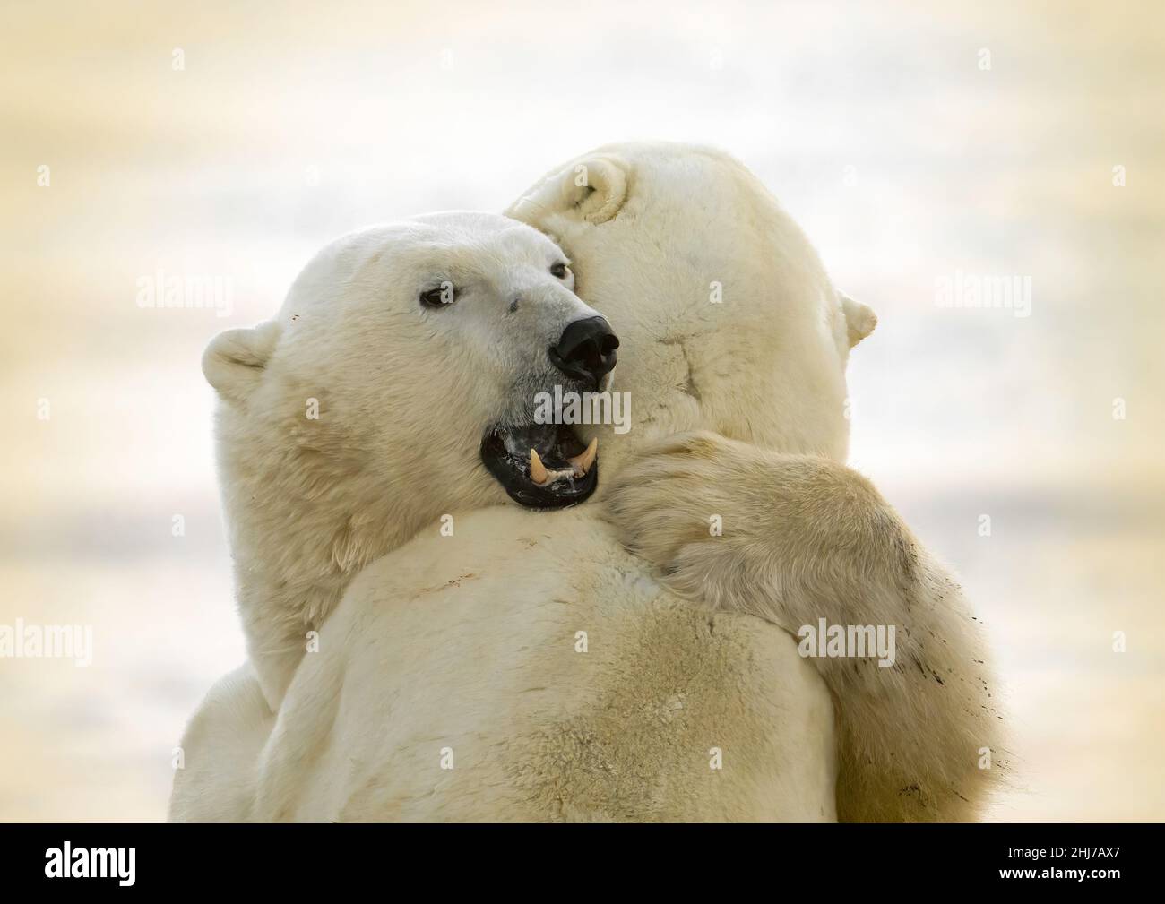 two polar bears play and spar on the tundra whilst waiting for the autumn ice to freeze Stock Photo