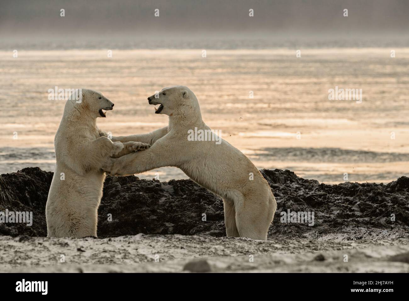 two polar bears play and spar on the tundra whilst waiting for the autumn ice to freeze Stock Photo